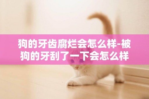 狗的牙齒腐爛會怎么樣-被狗的牙刮了一下會怎么樣