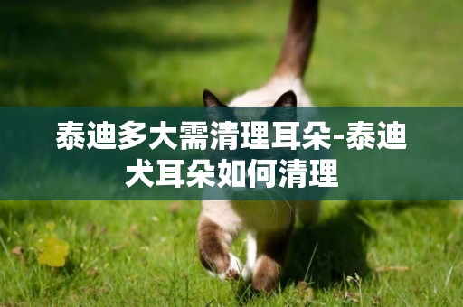泰迪多大需清理耳朵-泰迪犬耳朵如何清理