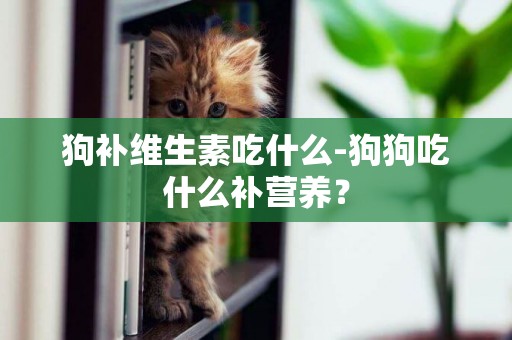 狗補維生素吃什么-狗狗吃什么補營養？