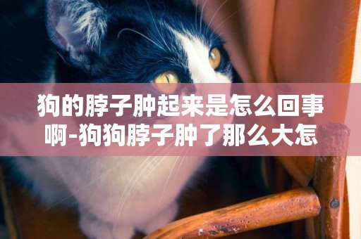 狗的脖子腫起來是怎么回事啊-狗狗脖子腫了那么大怎么回事啊