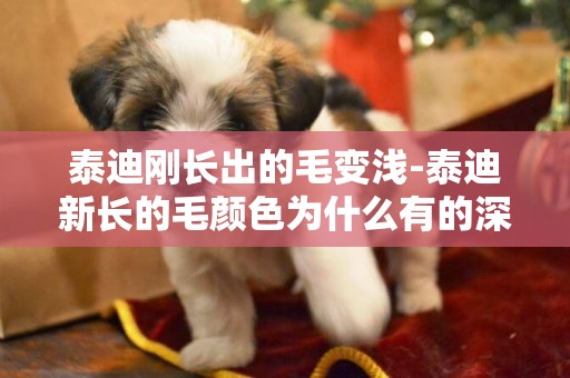 泰迪剛長出的毛變淺-泰迪新長的毛顏色為什么有的深有的淺