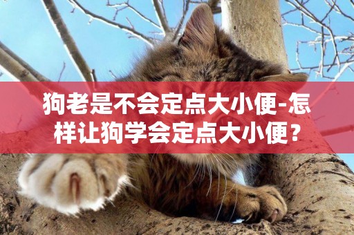 狗老是不會定點大小便-怎樣讓狗學會定點大小便？