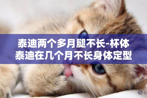 泰迪兩個多月腿不長-杯體泰迪在幾個月不長身體定型