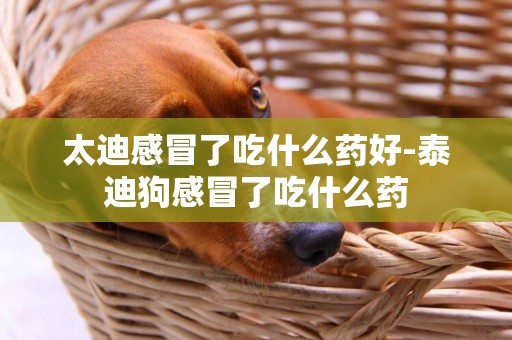 太迪感冒了吃什么藥好-泰迪狗感冒了吃什么藥