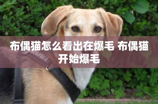 布偶貓怎么看出在爆毛 布偶貓開始爆毛