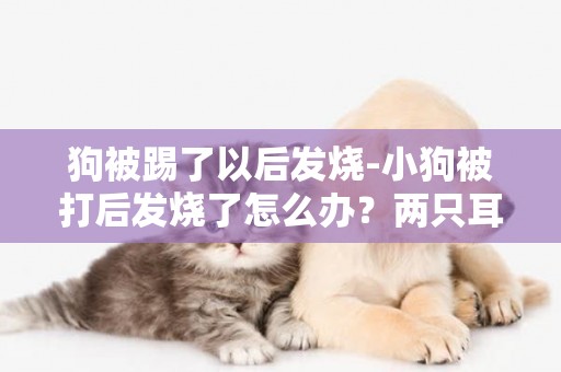 狗被踢了以后發燒-小狗被打后發燒了怎么辦？兩只耳朵滾燙的