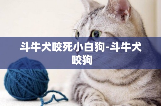 斗牛犬咬死小白狗-斗牛犬 咬狗
