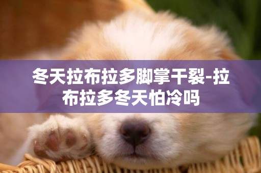冬天拉布拉多腳掌干裂-拉布拉多冬天怕冷嗎