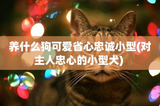 養什么狗可愛省心忠誠小型(對主人忠心的小型犬) 
