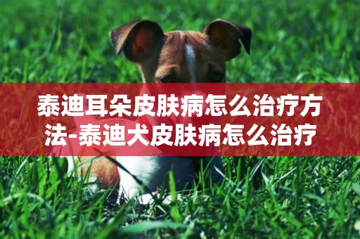 泰迪耳朵皮膚病怎么治療方法-泰迪犬皮膚病怎么治療