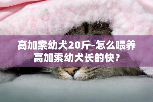 高加索幼犬20斤-怎么喂養高加索幼犬長的快？
