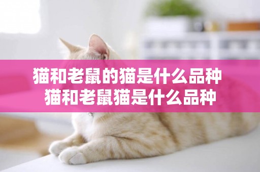 貓和老鼠的貓是什么品種 貓和老鼠貓是什么品種