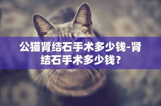 公貓腎結石手術多少錢-腎結石手術多少錢？