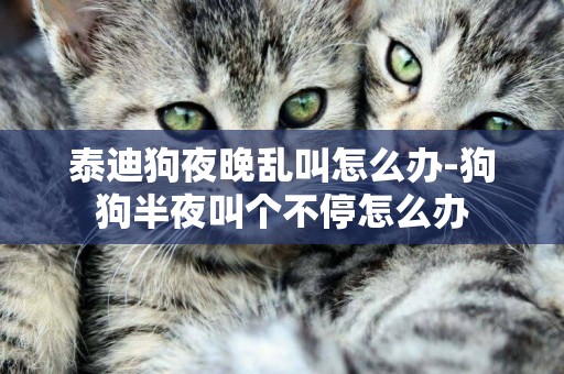 泰迪狗夜晚亂叫怎么辦-狗狗半夜叫個不停怎么辦