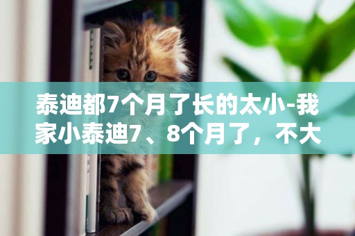 泰迪都7個月了長的太小-我家小泰迪7、8個月了，不大，但是腿比較長。請問它還會長大么？？？