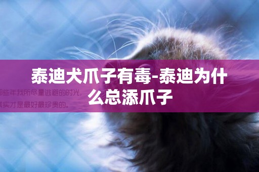 泰迪犬爪子有毒-泰迪為什么總添爪子