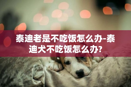 泰迪老是不吃飯怎么辦-泰迪犬不吃飯怎么辦?