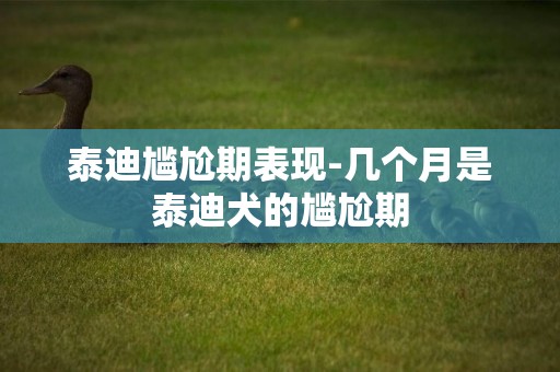 泰迪尷尬期表現-幾個月是泰迪犬的尷尬期
