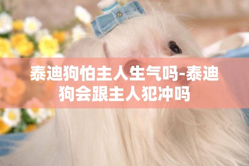 泰迪狗怕主人生氣嗎-泰迪狗會跟主人犯沖嗎