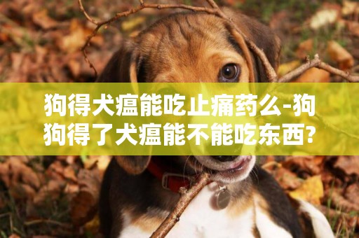 狗得犬瘟能吃止痛藥么-狗狗得了犬瘟能不能吃東西?