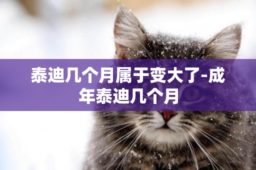 泰迪幾個月屬于變大了-成年泰迪幾個月