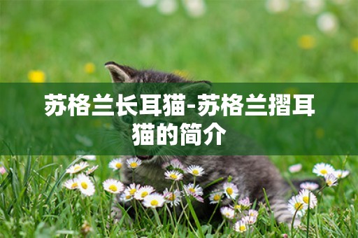 蘇格蘭長耳貓-蘇格蘭摺耳貓的簡介