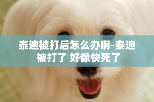 泰迪被打后怎么辦啊-泰迪 被打了 好像快死了