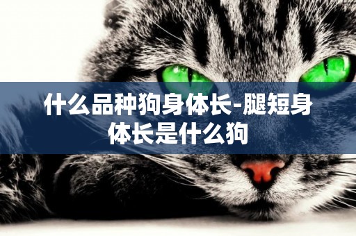 什么品種狗身體長-腿短身體長是什么狗
