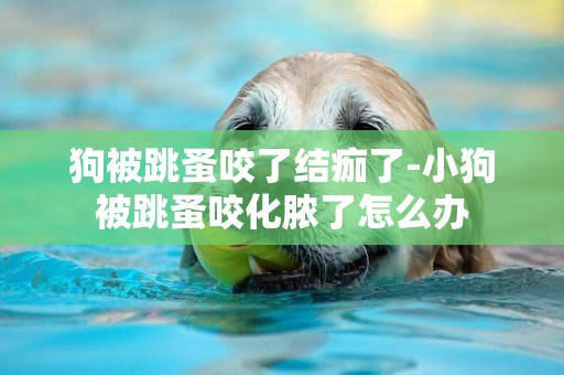 狗被跳蚤咬了結痂了-小狗被跳蚤咬化膿了怎么辦