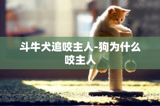 斗牛犬追咬主人-狗為什么咬主人