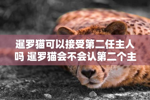 暹羅貓可以接受第二任主人嗎 暹羅貓會不會認第二個主人？