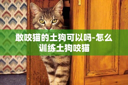 敢咬貓的土狗可以嗎-怎么訓練土狗咬貓