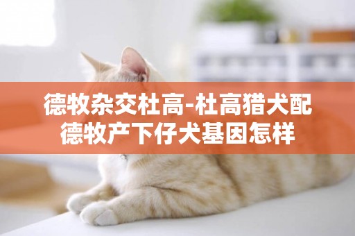 德牧雜交杜高-杜高獵犬配德牧產下仔犬基因怎樣