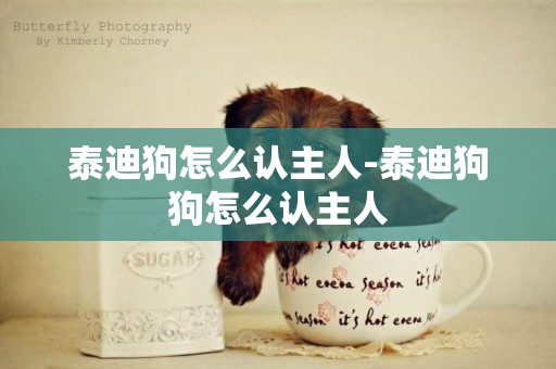 泰迪狗怎么認主人-泰迪狗狗怎么認主人
