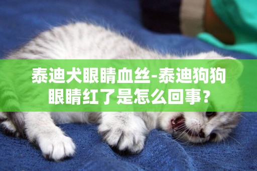 泰迪犬眼睛血絲-泰迪狗狗眼睛紅了是怎么回事？