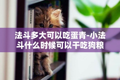 法斗多大可以吃蛋青-小法斗什么時候可以干吃狗糧