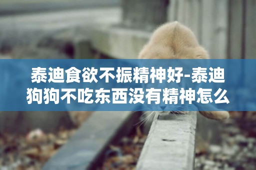 泰迪食欲不振精神好-泰迪狗狗不吃東西沒有精神怎么辦