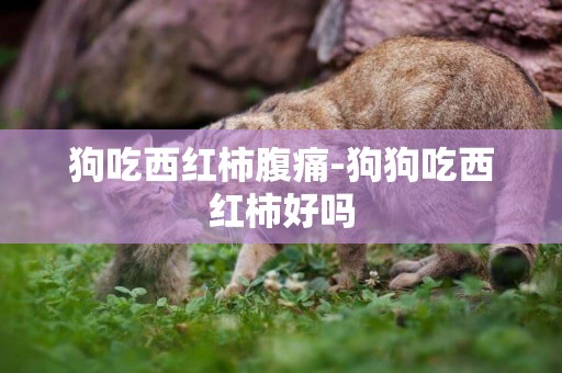 狗吃西紅柿腹痛-狗狗吃西紅柿好嗎