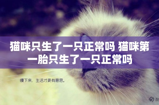 貓咪只生了一只正常嗎 貓咪第一胎只生了一只正常嗎