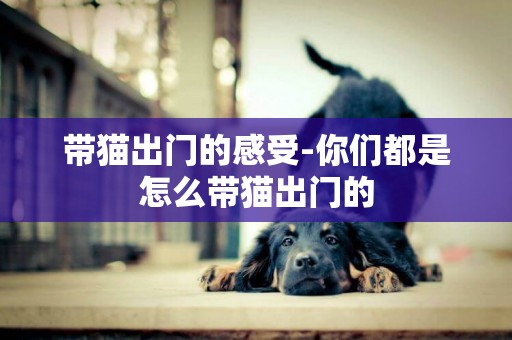 帶貓出門的感受-你們都是怎么帶貓出門的