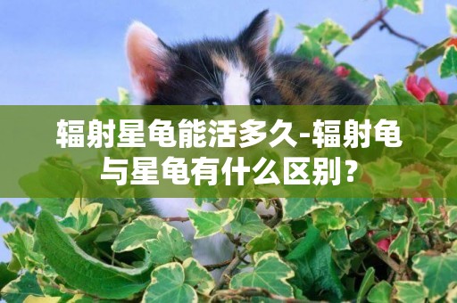輻射星龜能活多久-輻射龜與星龜有什么區別？