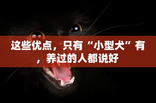 這些優點，只有“小型犬”有，養過的人都說好 