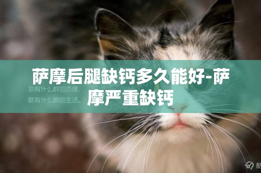薩摩后腿缺鈣多久能好-薩摩嚴重缺鈣