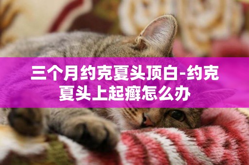 三個月約克夏頭頂白-約克夏頭上起癬怎么辦