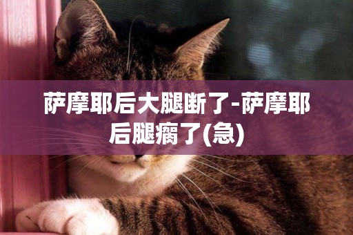 薩摩耶后大腿斷了-薩摩耶后腿瘸了(急)