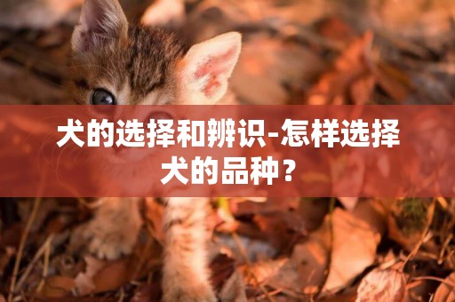 犬的選擇和辨識-怎樣選擇犬的品種？