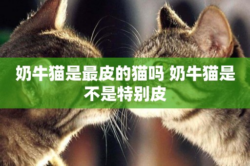 奶牛貓是最皮的貓嗎 奶牛貓是不是特別皮