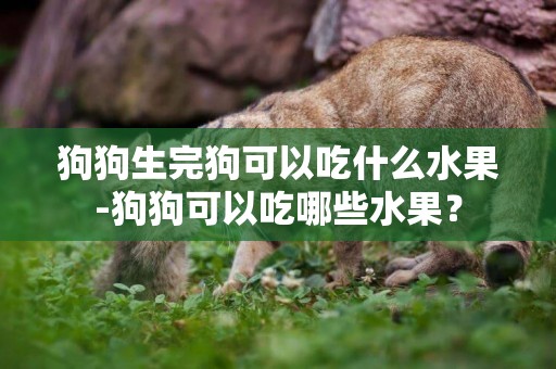狗狗生完狗可以吃什么水果-狗狗可以吃哪些水果？