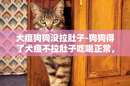 犬瘟狗狗沒拉肚子-狗狗得了犬瘟不拉肚子吃喝正常，不輸液靠打針吃藥能治好嗎？