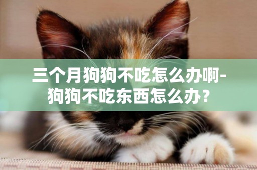 三個月狗狗不吃怎么辦啊-狗狗不吃東西怎么辦？
